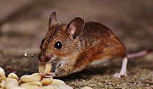 24 Hour & Emergency Exterminators in Albion Correctional Inst, PA